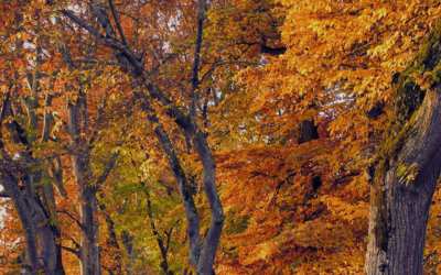 Beauty routine d’autunno: come prendersi cura della pelle